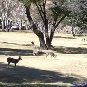 Meet your Posher, Chastity